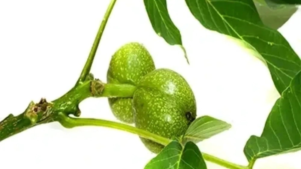 خرید نهال گردو پکان گرمسیری سایز ۱۰