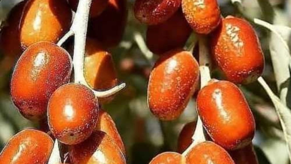 قیمت نهال سنجد شاه‌حسینی دزفول راهنمای خرید از نهالستان مرکزی