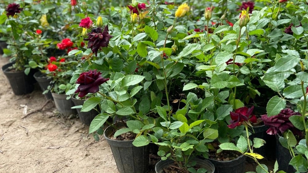 قیمت نهال گل رز باکس هدیه‌ای