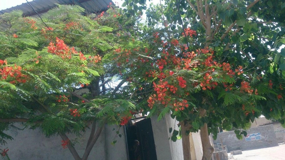 خرید مشعل جنگل مقاوم به آفتاب
