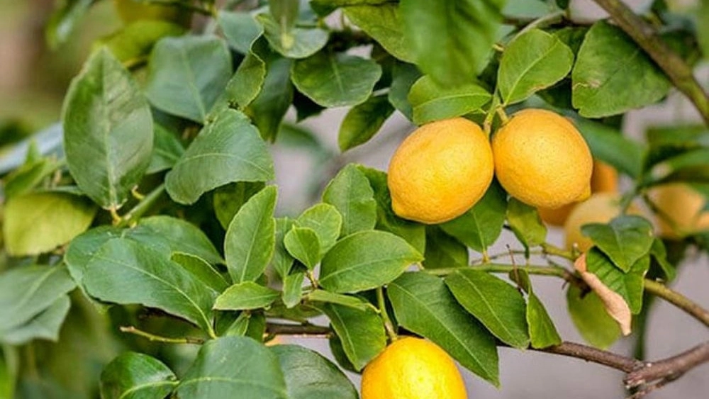 کاشت و نگهداری نهال لیمو شیرین از صفر تا برداشت در دزفول