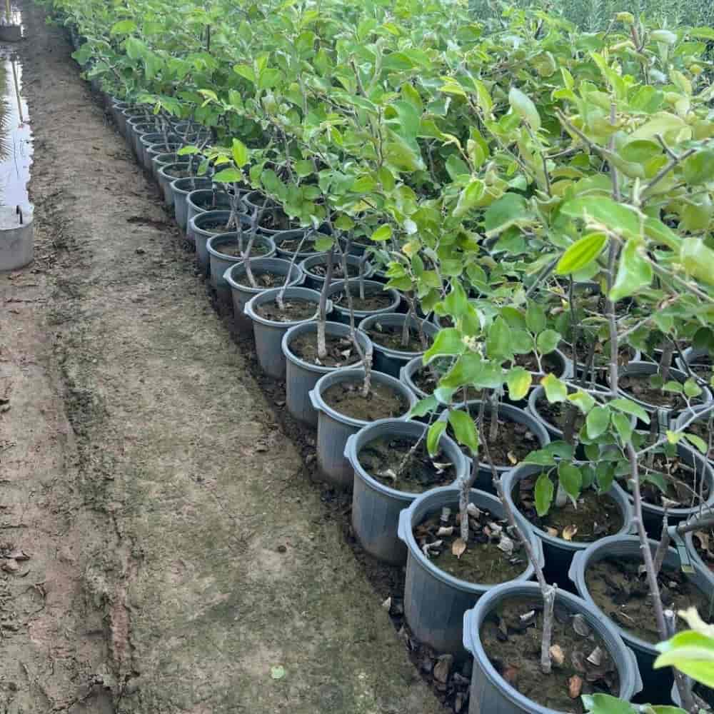 10 numara saksı yan yana dikildi