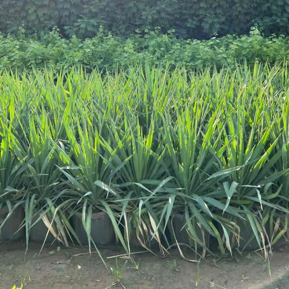 Yucca saksısı 10 numara
