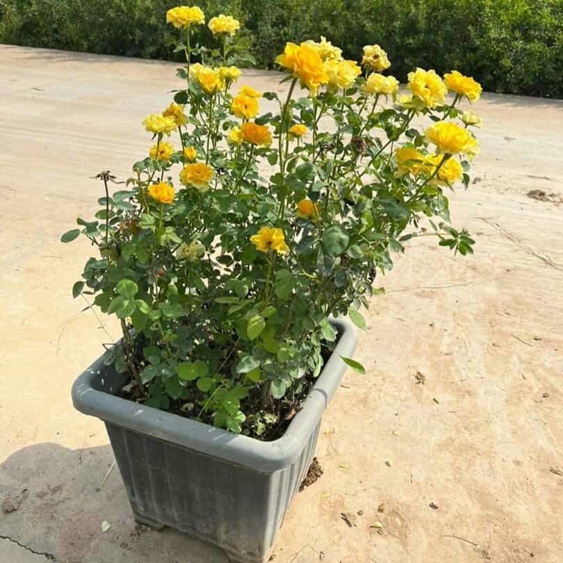 1693908144482.webp