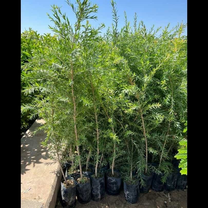 1693908681904.webp