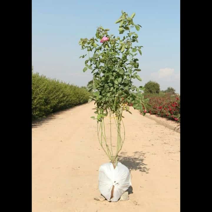 1693911730068.webp