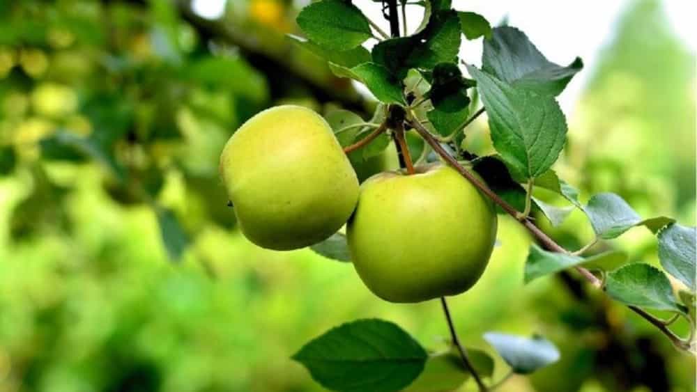خرید کنار سیبی پیوندی سایز ۱۰