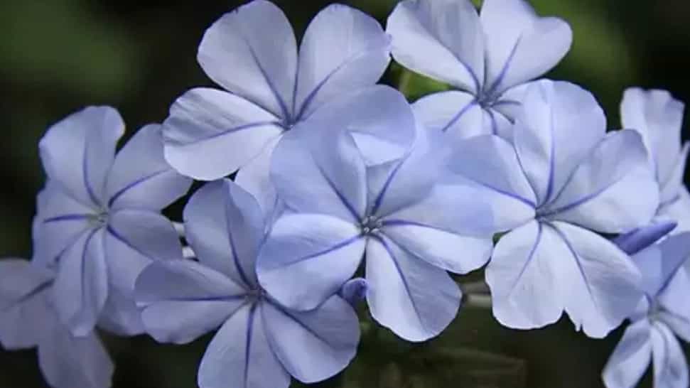 خرید یاس آبی معطر و خوش‌ رنگ