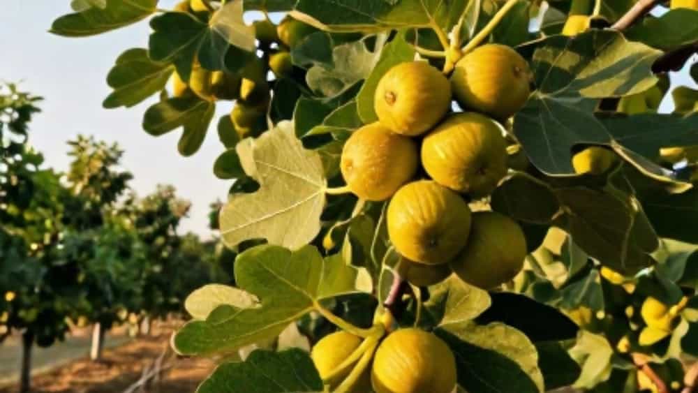 خرید نهال انجیر زرد پیوندی با باردهی فوق‌العاده