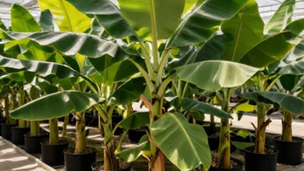 خرید و بررسی قیمت نهال موز پاکوتاه کاوندیش با نهالستان مرکزی