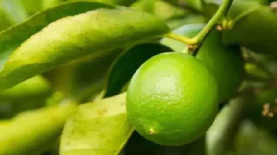 فروش نهال لیمو ترش شناسنامه‌ دار و پیوندی در دزفول