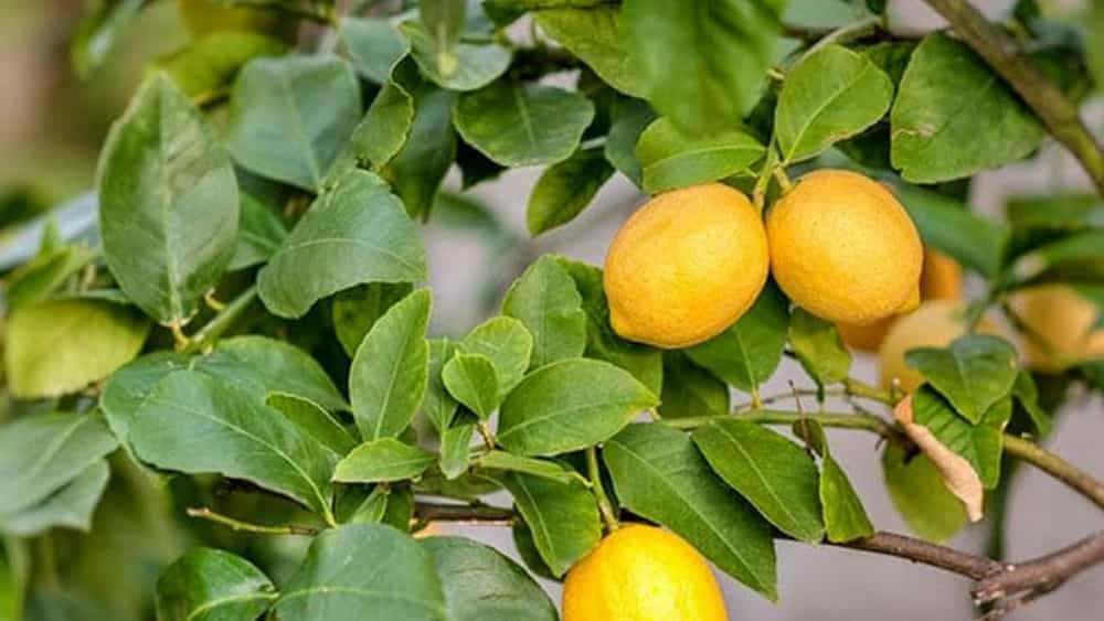 کاشت و نگهداری نهال لیمو شیرین از صفر تا برداشت در دزفول