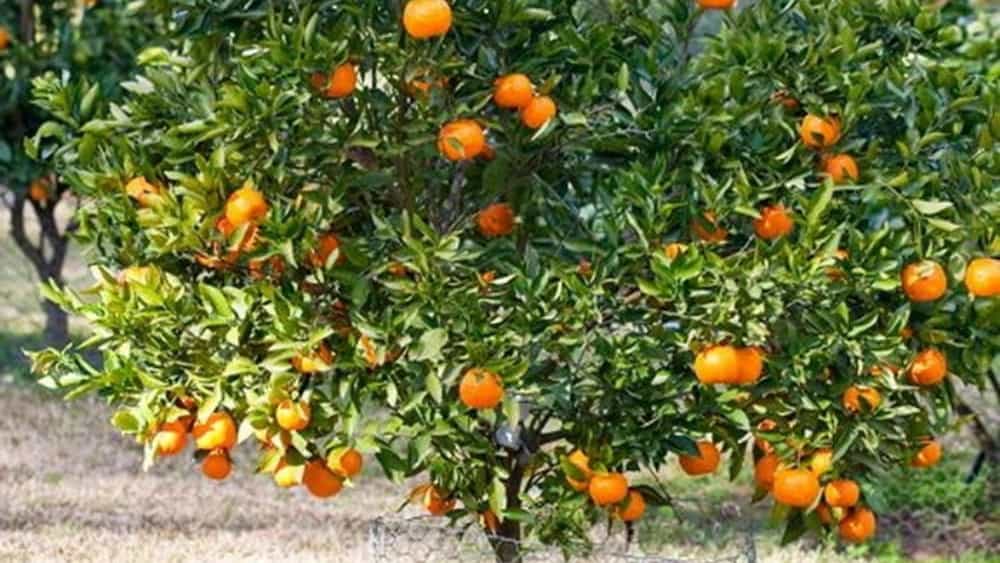 بهترین زمان خرید و کاشت نهال نارنگی برای مناطق مختلف ایران
