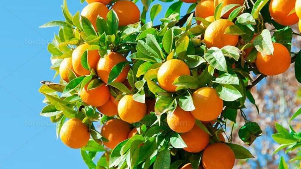 چرا نهال پرتقال من گل نمی‌دهد؟ ۵ دلیل اصلی و راه‌حل آن‌ها
